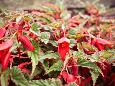 stilte terras EEsystem energy enhancement system retreat, bloemen natuurlijk overnachten